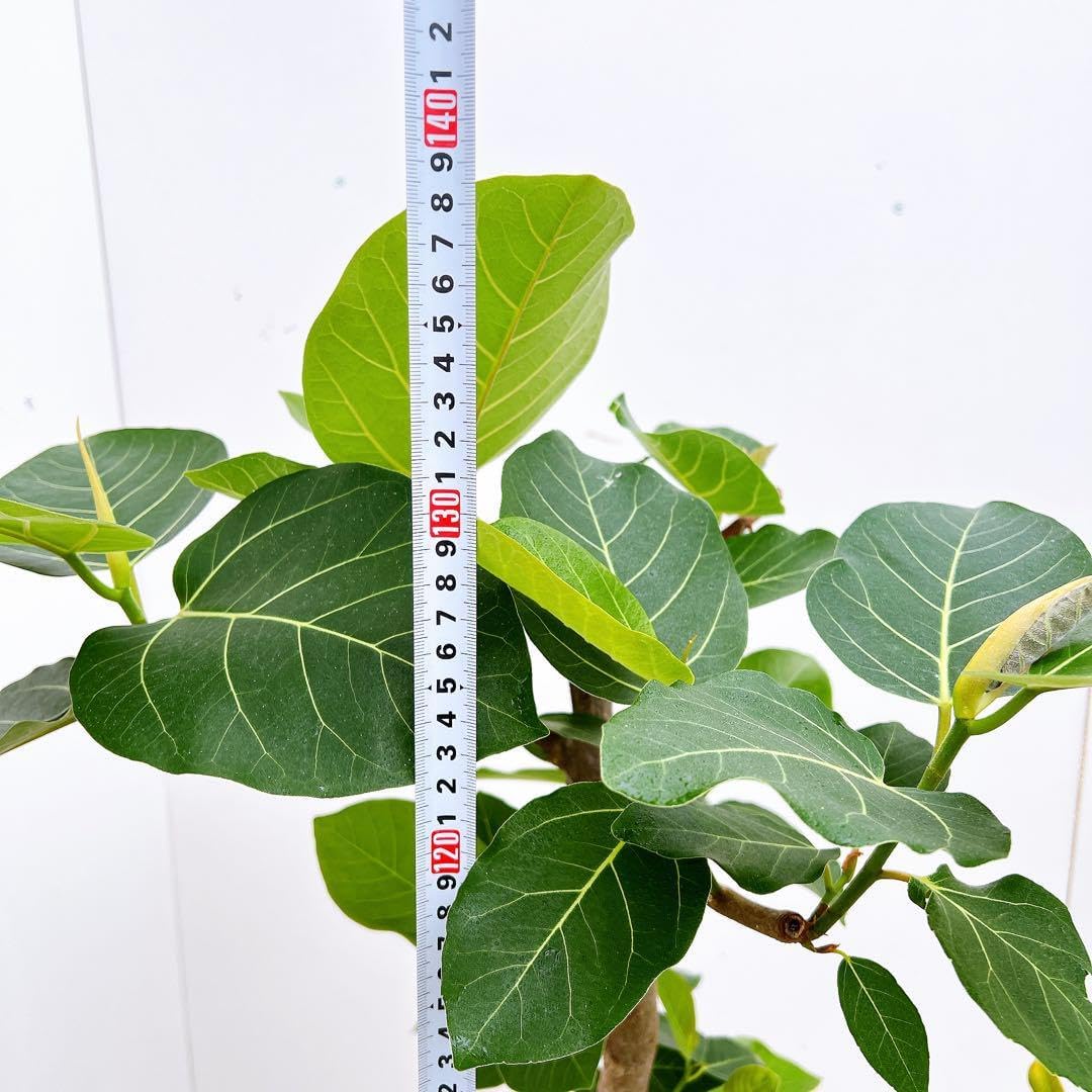 フィカス ゴムの木 グランディス ブラウン 34番 曲がり 特大 観葉植物